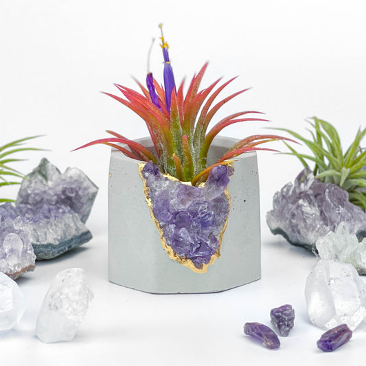 Brazil AMETHYST GEODE PLANTER