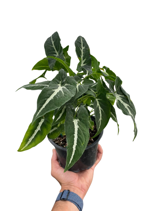 Syngonium wendlanii 'Black Velvet'