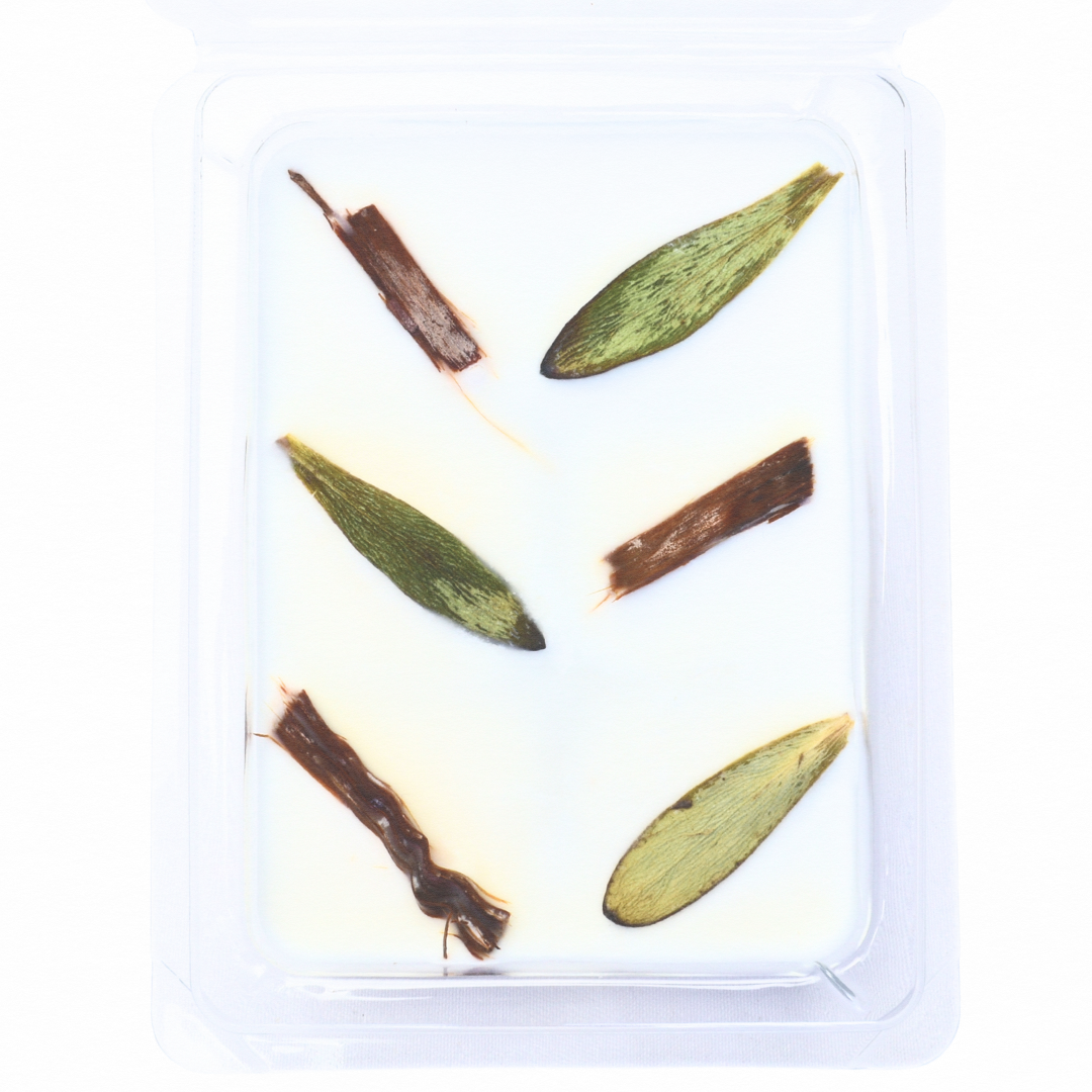 Cedarwood & Tea Tree | Essential Oil | Wax Melts